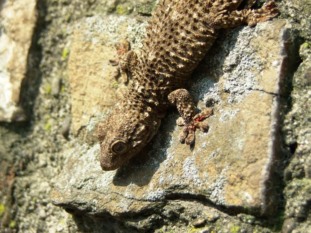 tarentola mauritanica alle porte di Firenze